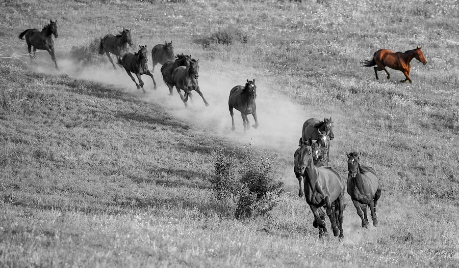 horse herd wide