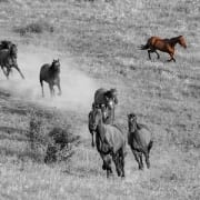 horse herd image